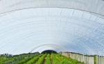 Polska folia ogrodnicza - tunelowa transparentna Warter Polymers szerokość 8m UV10