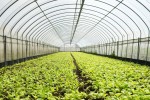 Folia ogrodnicza - tunelowa transparentna Gardenvit szerokość 6m UV10